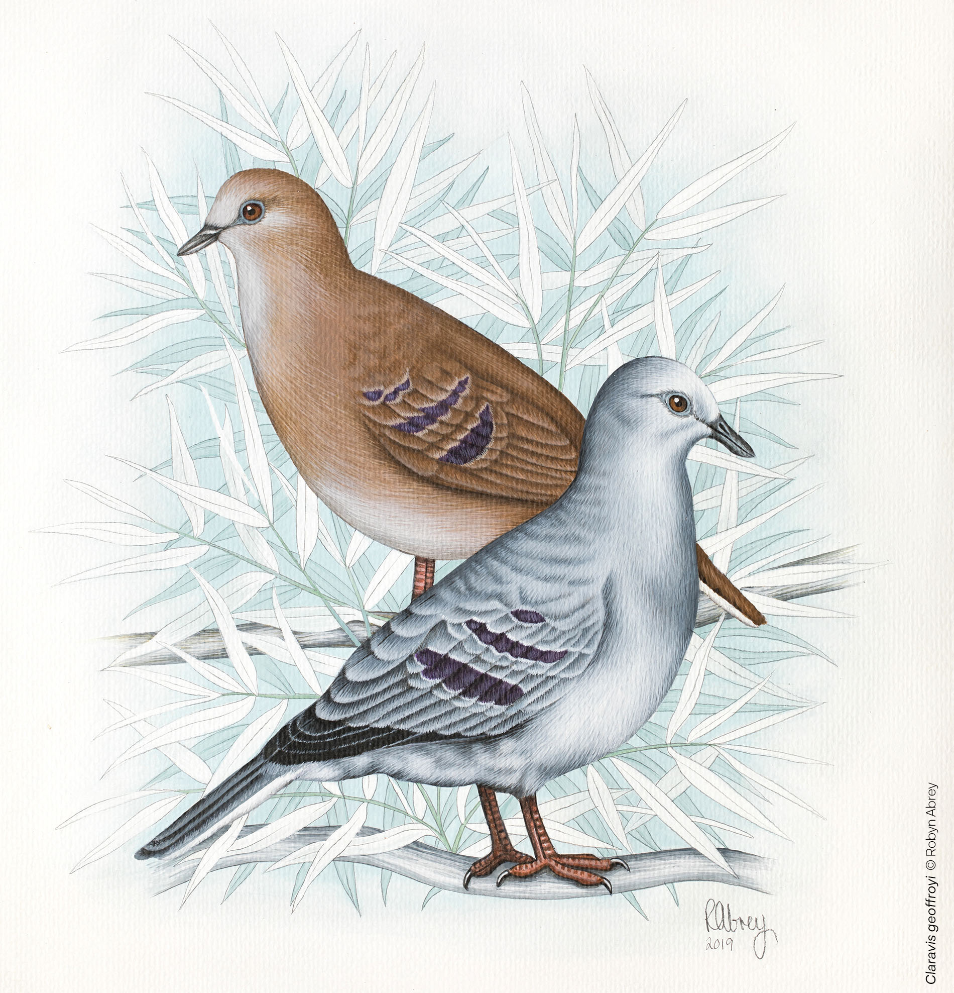 Claravis geoffroyi — Instituto Claravis