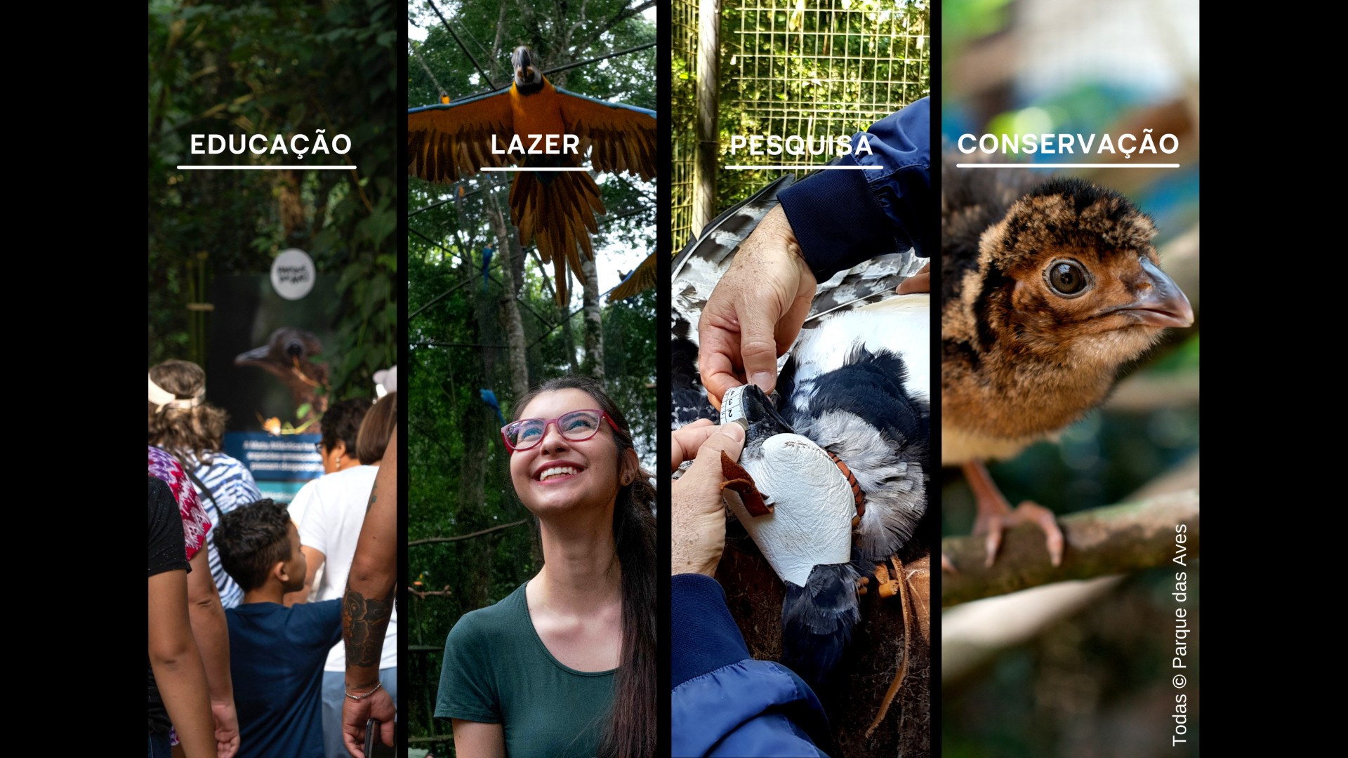 Pilares do Parque das Aves: Educação, Lazer, Pesquisa e Conservação
