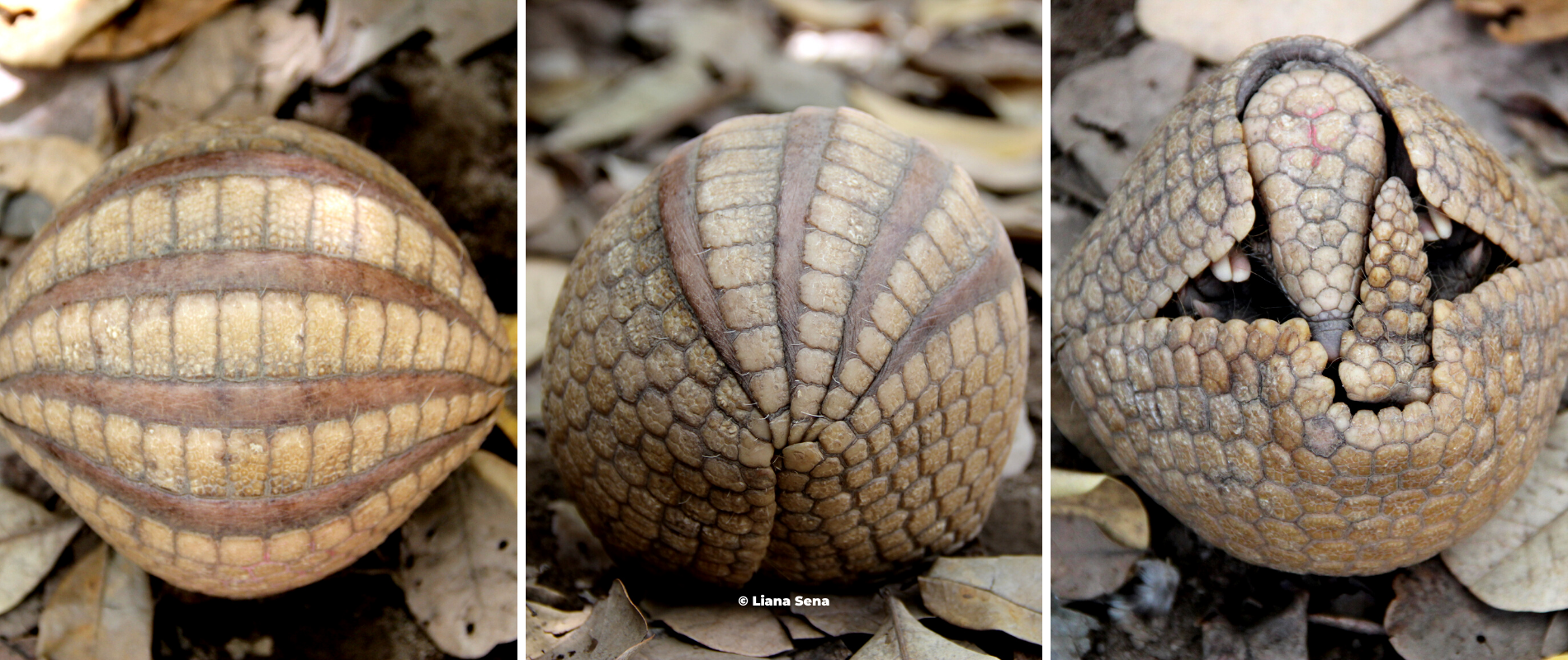 Tolypeutes tricinctus